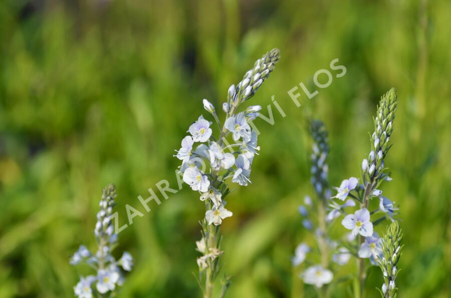 Rozrazil hořcovitý 'Light Blue' - Veronica gentianoides 'Light Blue'