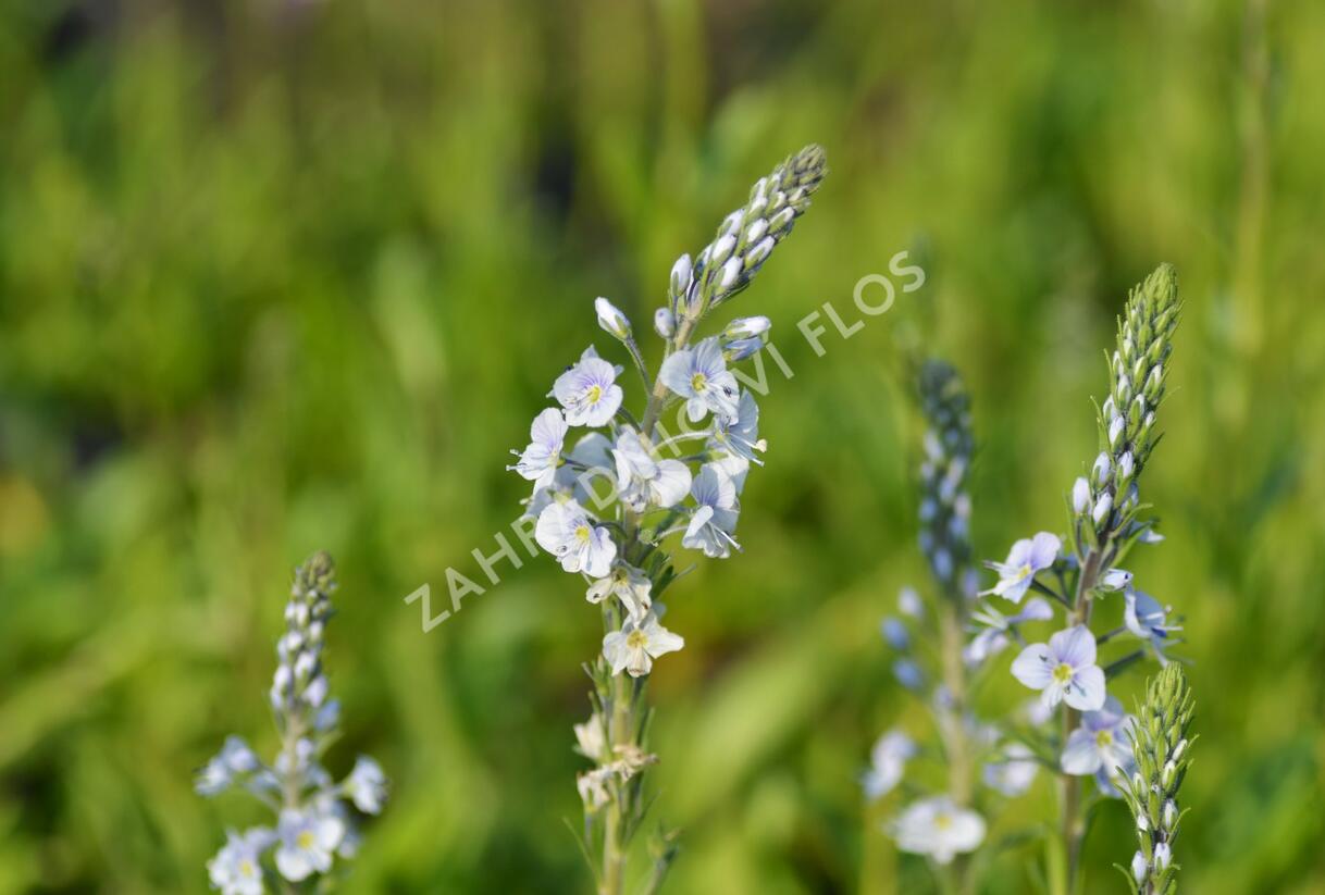 Rozrazil hořcovitý 'Light Blue' - Veronica gentianoides 'Light Blue'