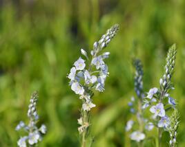 Rozrazil hořcovitý 'Light Blue'