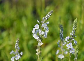 Rozrazil hořcovitý 'Light Blue' - Veronica gentianoides 'Light Blue'