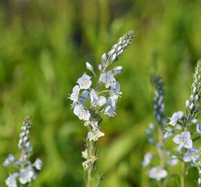 Rozrazil hořcovitý 'Light Blue' - Veronica gentianoides 'Light Blue'