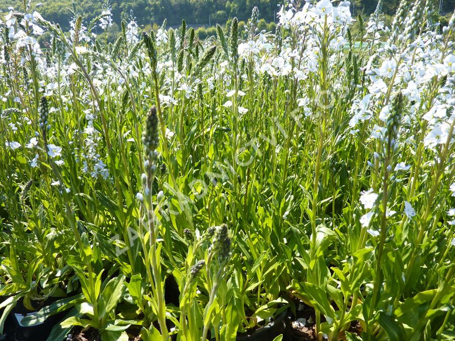 Rozrazil hořcovitý 'Light Blue' - Veronica gentianoides 'Light Blue'