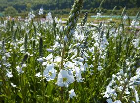 Rozrazil hořcovitý 'Light Blue' - Veronica gentianoides 'Light Blue'