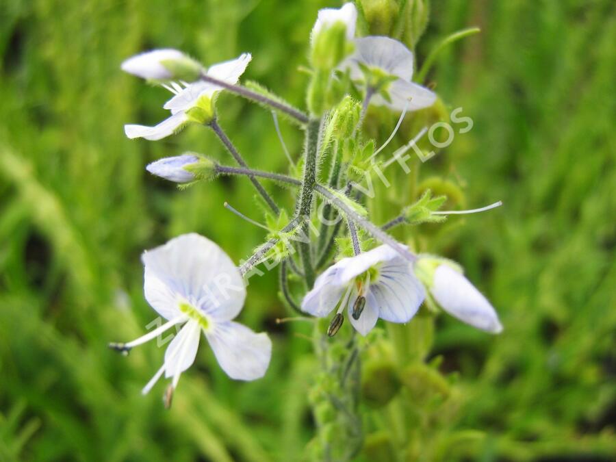 Rozrazil hořcovitý 'Light Blue' - Veronica gentianoides 'Light Blue'