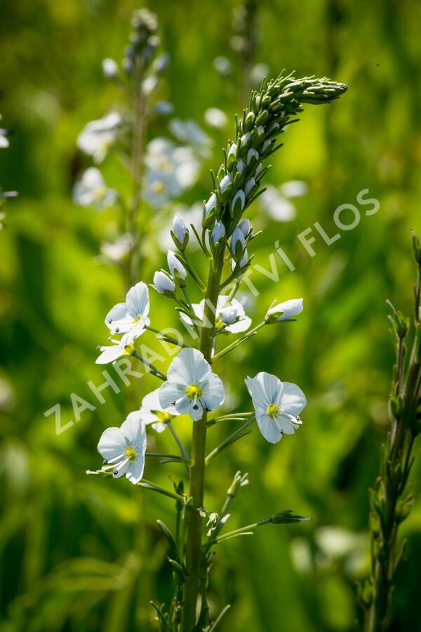 Rozrazil hořcovitý 'Light Blue' - Veronica gentianoides 'Light Blue'