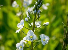 Rozrazil hořcovitý 'Light Blue' - Veronica gentianoides 'Light Blue'