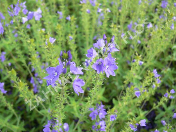 Rozrazil rakouský 'Crater Lake Blue' - Veronica austriaca 'Crater Lake Blue'