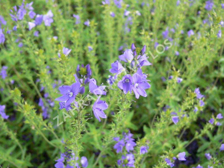 Rozrazil rakouský 'Crater Lake Blue' - Veronica austriaca 'Crater Lake Blue'
