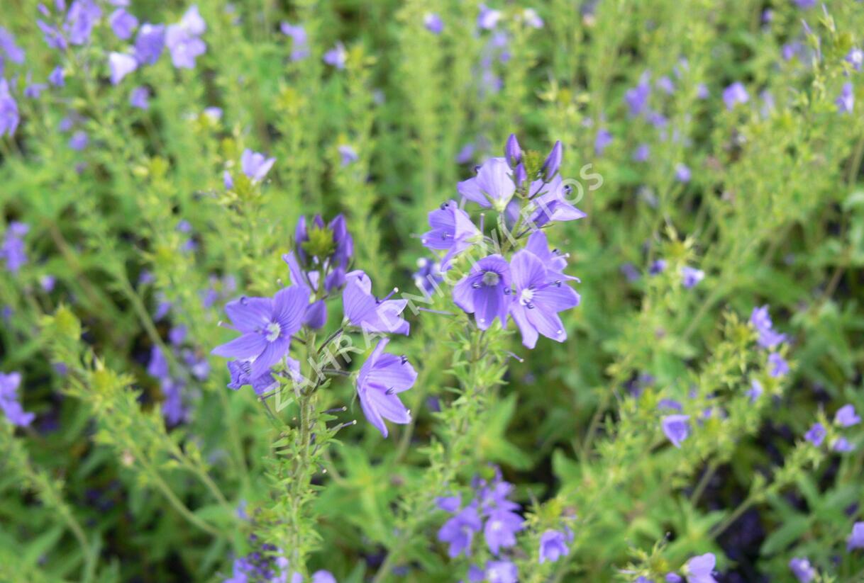 Rozrazil rakouský 'Crater Lake Blue' - Veronica austriaca 'Crater Lake Blue'