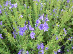 Rozrazil rakouský 'Crater Lake Blue' - Veronica austriaca 'Crater Lake Blue'