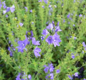 Rozrazil rakouský 'Crater Lake Blue' - Veronica austriaca 'Crater Lake Blue'