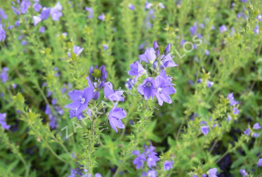 Rozrazil rakouský 'Crater Lake Blue' - Veronica austriaca 'Crater Lake Blue'