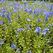 Rozrazil rakouský 'Crater Lake Blue' - Veronica austriaca 'Crater Lake Blue'