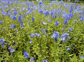 Rozrazil rakouský 'Crater Lake Blue' - Veronica austriaca 'Crater Lake Blue'