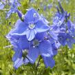 Rozrazil rakouský 'Crater Lake Blue' - Veronica austriaca 'Crater Lake Blue'