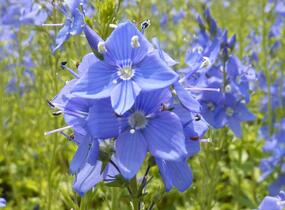 Rozrazil rakouský 'Crater Lake Blue' - Veronica austriaca 'Crater Lake Blue'