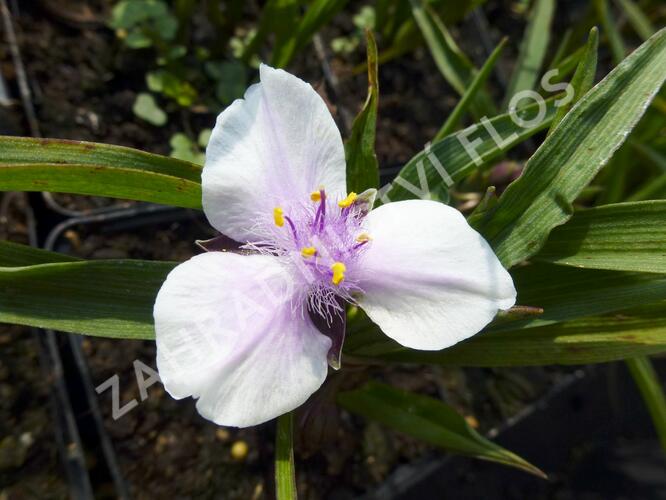 Podeňka Andersonova 'Bilberry Ice' - Tradescantia andersoniana 'Bilberry Ice'