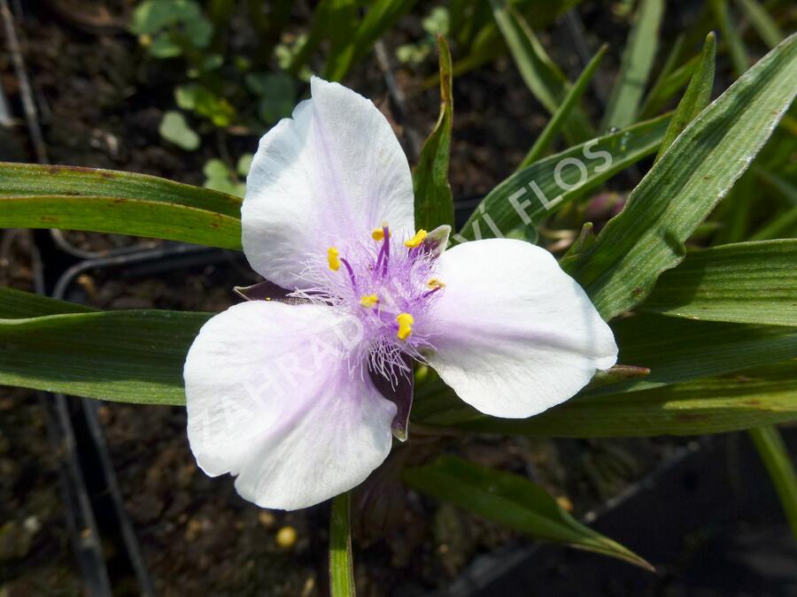 Podeňka Andersonova 'Bilberry Ice' - Tradescantia andersoniana 'Bilberry Ice'