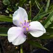 Podeňka Andersonova 'Bilberry Ice' - Tradescantia andersoniana 'Bilberry Ice'