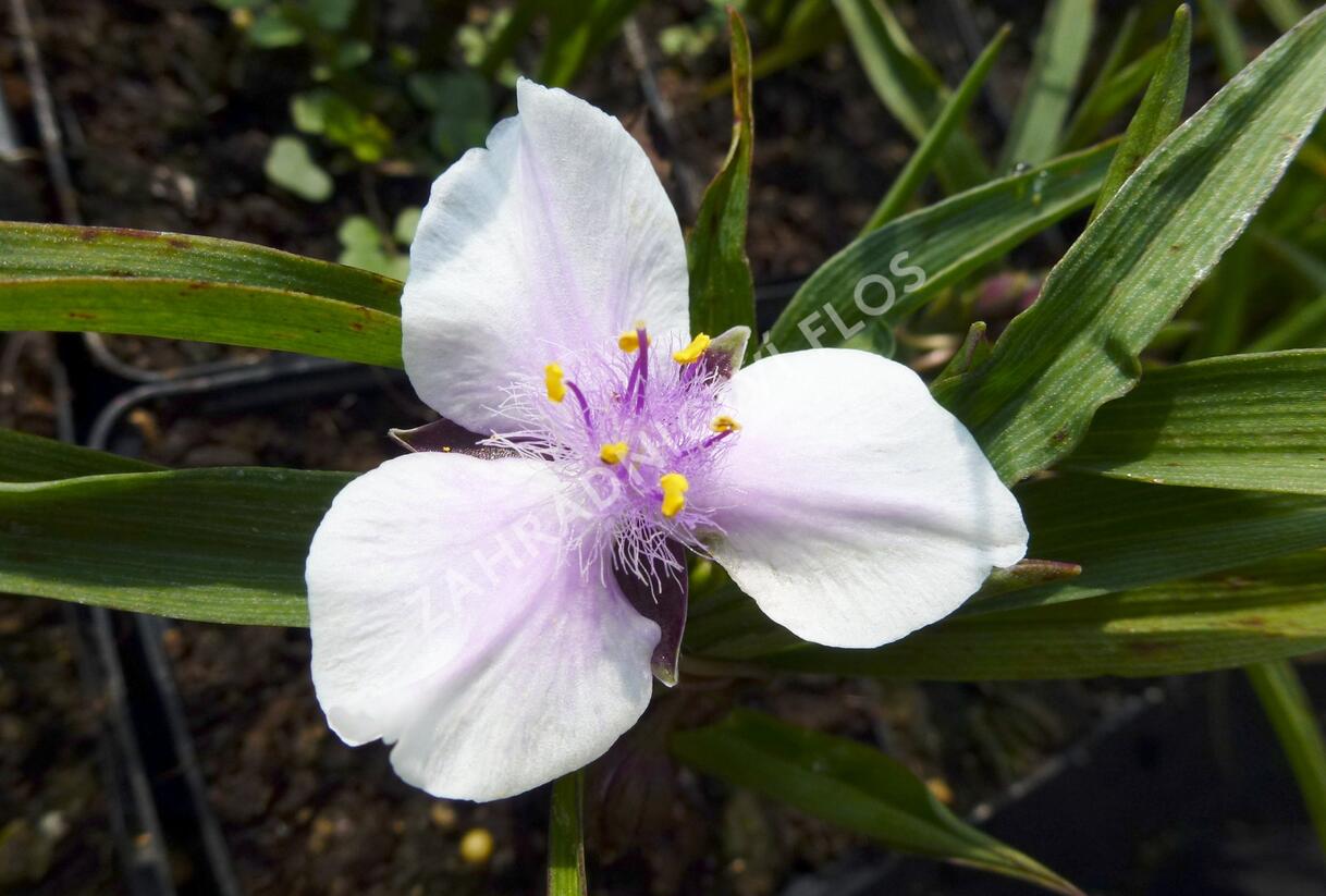 Podeňka Andersonova 'Bilberry Ice' - Tradescantia andersoniana 'Bilberry Ice'