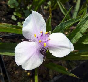 Podeňka Andersonova 'Bilberry Ice' - Tradescantia andersoniana 'Bilberry Ice'