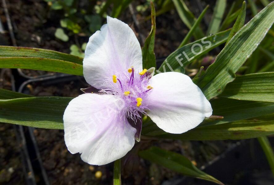 Podeňka Andersonova 'Bilberry Ice' - Tradescantia andersoniana 'Bilberry Ice'