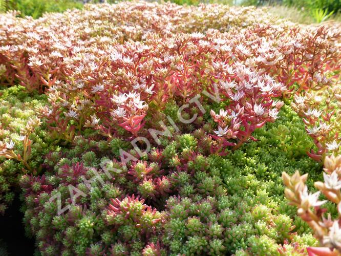 Rozchodník španělský - Sedum hispanicum var. minus