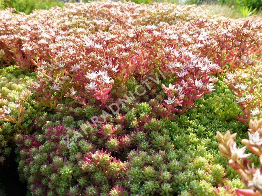 Rozchodník španělský - Sedum hispanicum var. minus