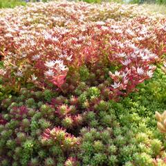 Rozchodník španělský - Sedum hispanicum var. minus