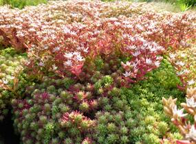 Rozchodník španělský - Sedum hispanicum var. minus