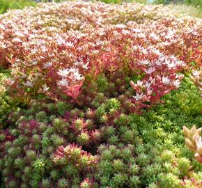 Rozchodník španělský - Sedum hispanicum var. minus