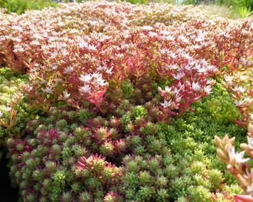 Rozchodník španělský