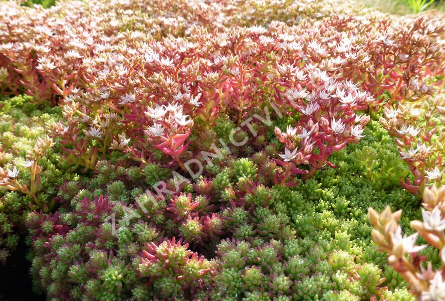 Rozchodník španělský - Sedum hispanicum var. minus