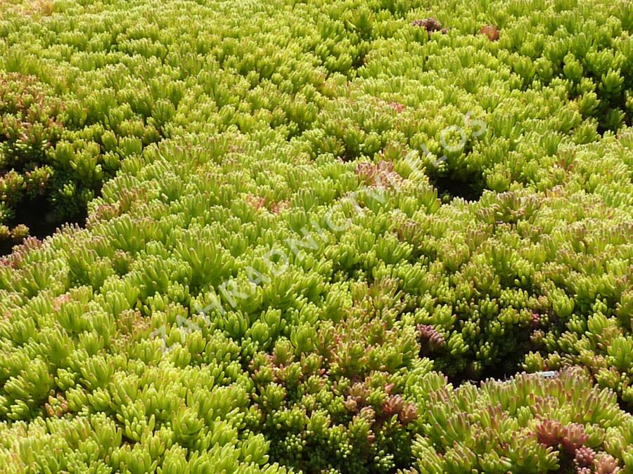 Rozchodník španělský - Sedum hispanicum var. minus