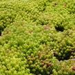 Rozchodník španělský - Sedum hispanicum var. minus