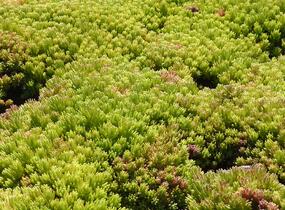 Rozchodník španělský - Sedum hispanicum var. minus