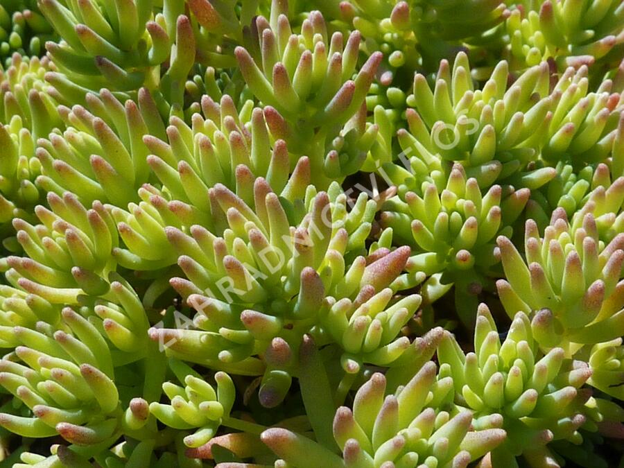 Rozchodník španělský - Sedum hispanicum var. minus