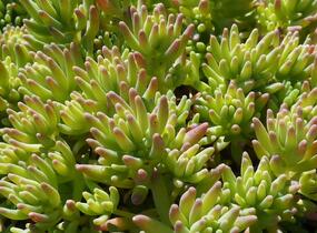 Rozchodník španělský - Sedum hispanicum var. minus