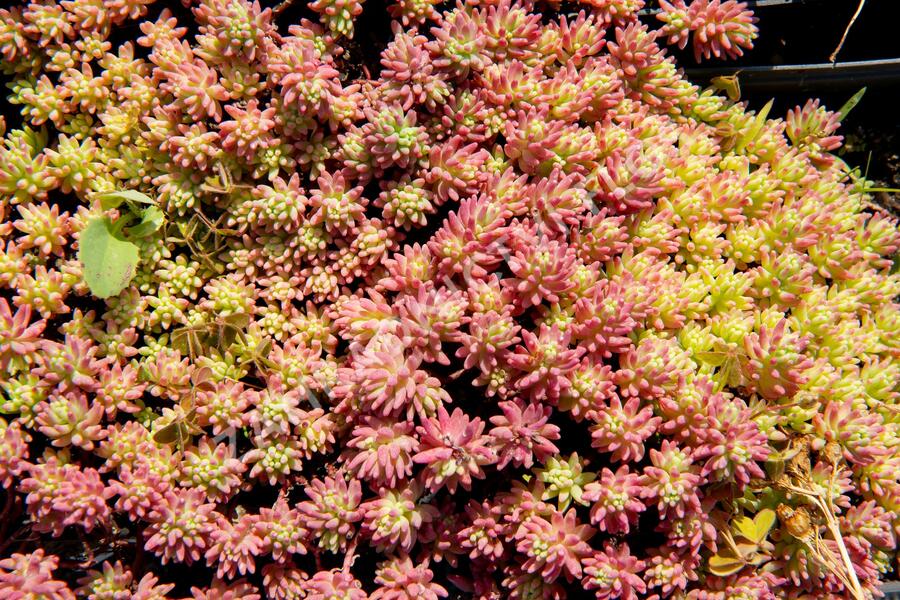 Rozchodník španělský - Sedum hispanicum var. minus