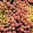 Rozchodník španělský - Sedum hispanicum var. minus