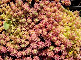 Rozchodník španělský - Sedum hispanicum var. minus