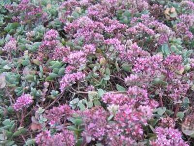 Rozchodník Ewersův - Sedum ewersii