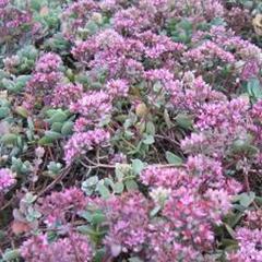 Rozchodník Ewersův - Sedum ewersii