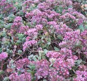 Rozchodník Ewersův - Sedum ewersii