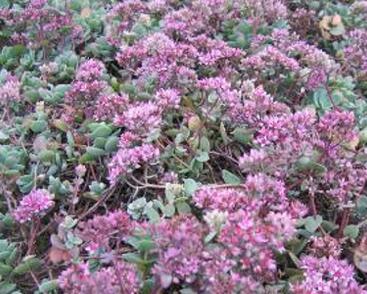 Rozchodník Ewersův