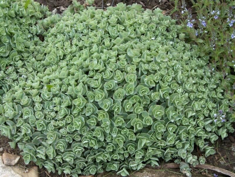Rozchodník Ewersův - Sedum ewersii