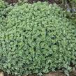 Rozchodník Ewersův - Sedum ewersii