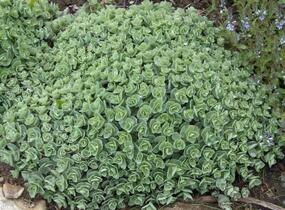 Rozchodník Ewersův - Sedum ewersii