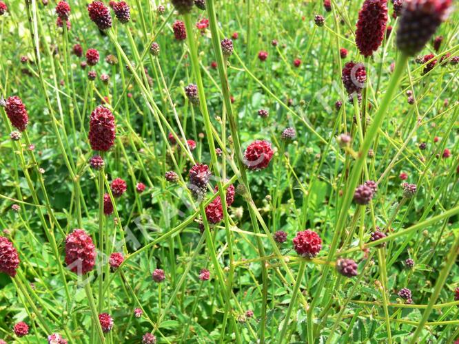 Krvavec toten 'Tanna' - Sanguisorba officinalis 'Tanna'