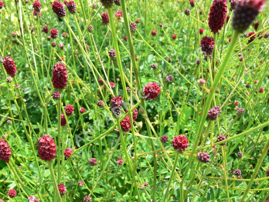 Krvavec toten 'Tanna' - Sanguisorba officinalis 'Tanna'